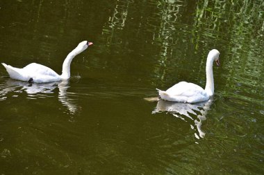 Gölde yüzen beyaz kuğular