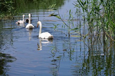 Yaz parkında göldeki güzel kuğu ailesi.