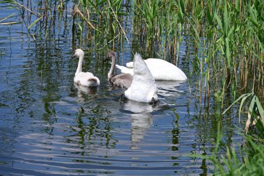 Yaz parkında göldeki güzel kuğu ailesi.