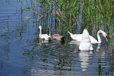 Yaz parkında göldeki güzel kuğu ailesi.