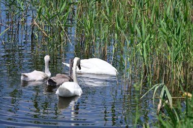 Yaz parkında göldeki güzel kuğu ailesi.