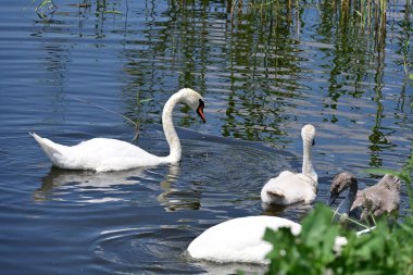 Yaz parkında göldeki güzel kuğu ailesi.