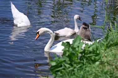 Yaz parkında göldeki güzel kuğu ailesi.