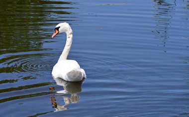 Göldeki beyaz kuğu 