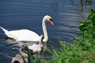 Yaz parkında göldeki güzel kuğu ailesi.
