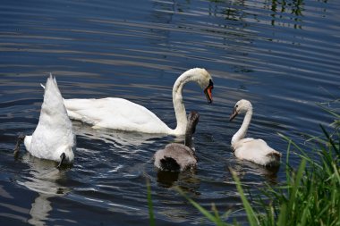 Yaz parkında göldeki güzel kuğu ailesi.