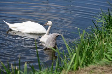 Yaz parkında göldeki güzel kuğu ailesi.