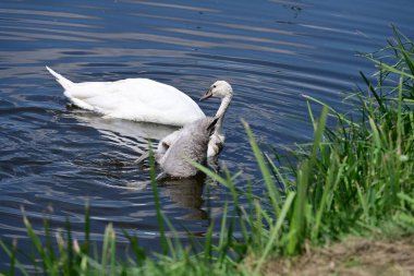 Yaz parkında göldeki güzel kuğu ailesi.