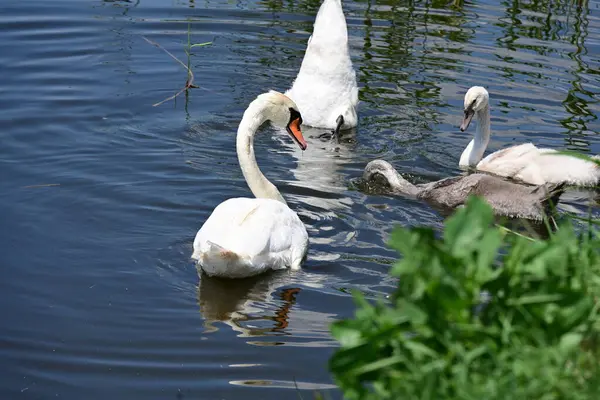 Yaz parkında göldeki güzel kuğu ailesi.
