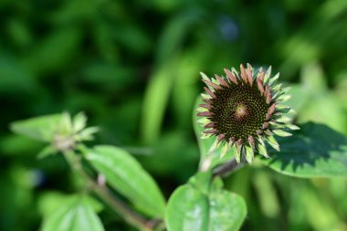 Güneşli yaz gününde bahçede yetişen güzel çiçekler.