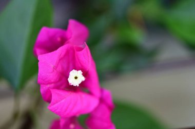 bahçede büyüyen güzel pembe çiçekler