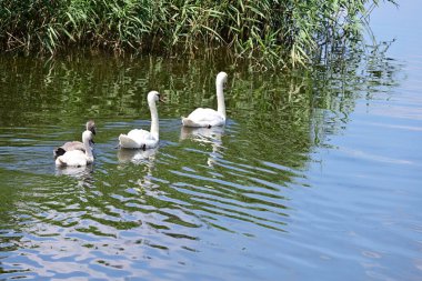 Yaz parkında göldeki güzel kuğu ailesi.