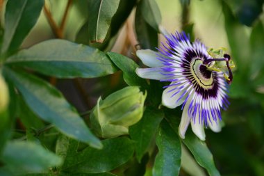 bahçede büyüyen güzel mor çiçekler