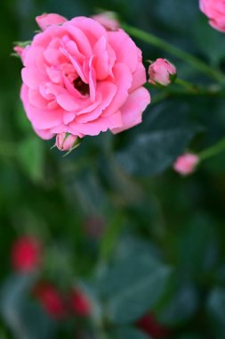 Bahçedeki pembe güller 