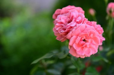 Bahçedeki pembe güller 