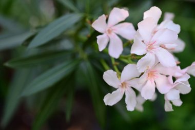 Bahçedeki güzel pembe çiçekler