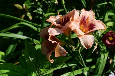 Bahçedeki zambak çiçeğinin yakın görüntüsü