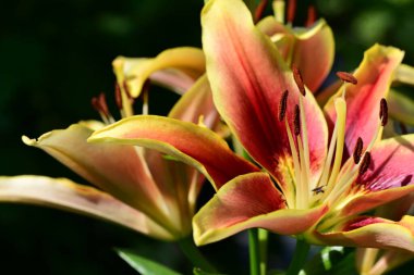 Bahçedeki zambak çiçeğinin yakın görüntüsü