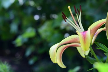 Bahçedeki zambak çiçeğinin yakın görüntüsü