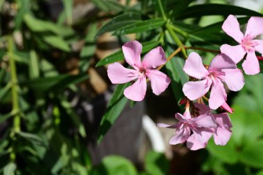 bahçede büyüyen güzel pembe çiçekler