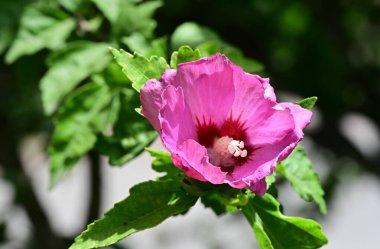 bahçede büyüyen güzel pembe çiçekler