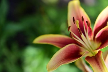 Bahçedeki zambak çiçeğinin yakın görüntüsü