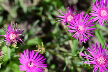 Bahçedeki pembe çiçekler 