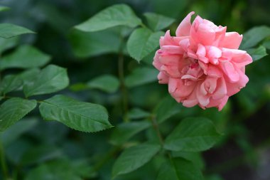 Bahçede güzel güller, doğada güller