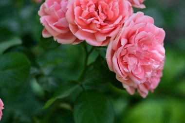 Bahçedeki pembe gül