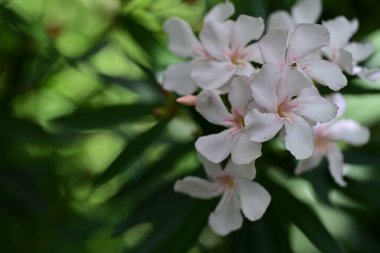 Yaz bahçesindeki güzel çiçeklerin yakın görüntüsü. 