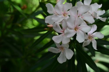 Yaz bahçesindeki güzel çiçeklerin yakın görüntüsü. 