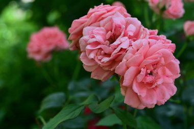 Bahçedeki güzel güller