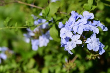 Bahçedeki mavi ortanca çiçekleri