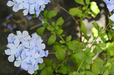 Bahçedeki mavi ortanca çiçekleri