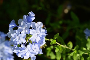 Bahçedeki mavi ortanca çiçekleri