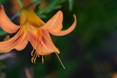 Bahçedeki güzel turuncu zambak çiçeği 