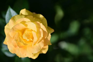 Bahçede güzel gül çiçeği yakın 