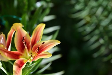 İnanılmaz renkli çiçek açan zambak çiçeklerine yakın.