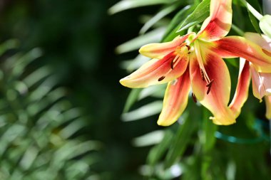 İnanılmaz renkli çiçek açan zambak çiçeklerine yakın.