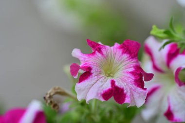 Bahçedeki güzel pembe çiçekler