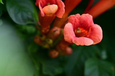 Bahçedeki güzel kırmızı çiçekler