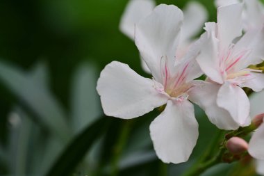 Bahçede açan güzel çiçeklerin yakın plan görüntüsü, çiçek arkaplanı.                      