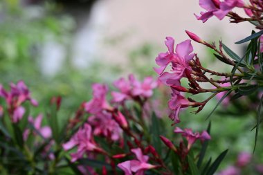 Bahçedeki güzel pembe çiçekler