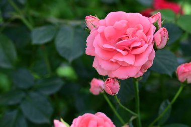 Bahçedeki güzel pembe gül çiçekleri