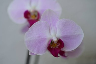 Güzel pembe orkide çiçeği