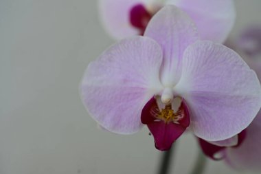 Beyaz arkaplanda orkide çiçekleri