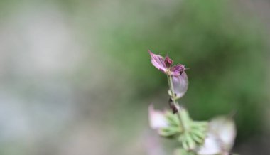 Güzel botanik fotoğrafı, doğal duvar kağıdı.