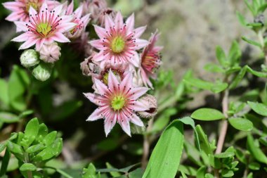 Tavuk ve civcivler kapanıyor