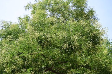 İspanya 'da zeytin ağacı