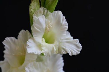 Koyu arkaplanda güzel beyaz gladiolus çiçekleri